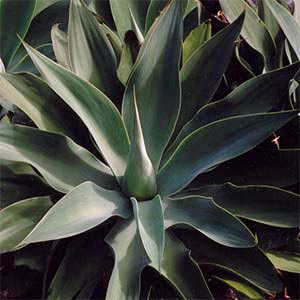 AGAVE ATTENUATA_1