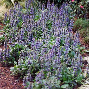 AJUGA JUNGLE BEAUTY_1