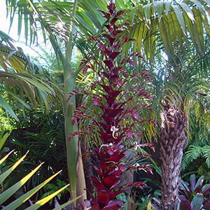 ALCANTAREA IMPERIALIS RUBRA_1