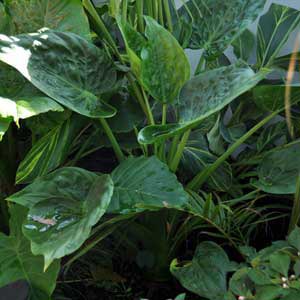 ALOCASIA CUCULATA JADE MILLIE_1