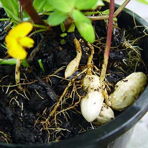 ARACHIS HYPOGAEA_1