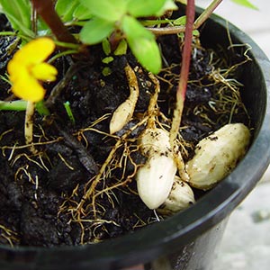 ARACHIS HYPOGAEA_2