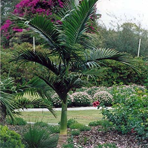 ARCHONTOPHOENIX ALEXANDRAE_1