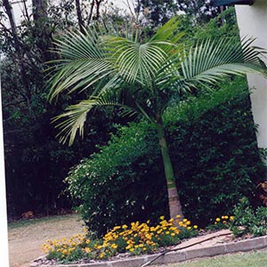 ARCHONTOPHOENIX ALEXANDRAE_2