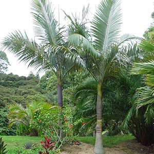 ARCHONTOPHOENIX PURPUREA