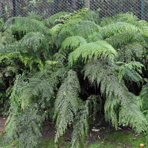 ASPLENIUM BULBIFERUM HEN   CHICKEN FERN_1