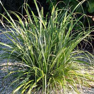 ASTELIA BANKSII_1