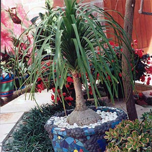 BEAUCARNEA RECURVATA_1