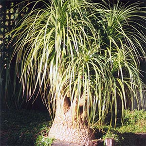 BEAUCARNEA RECURVATA_2