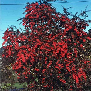 BOUGANVILLEA SCARLET O HARA
