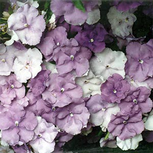 BRUNFELSIA CALYCINA EXIMIA_1