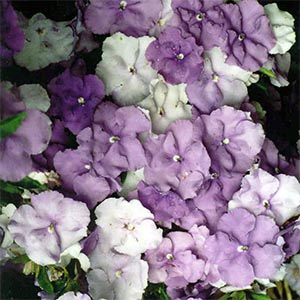 BRUNFELSIA CALYCINA EXIMIA_2