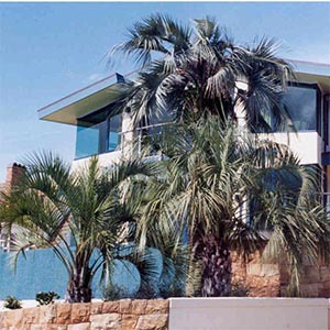 BUTIA CAPITATA_1
