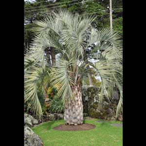 BUTIA CAPITATA_2