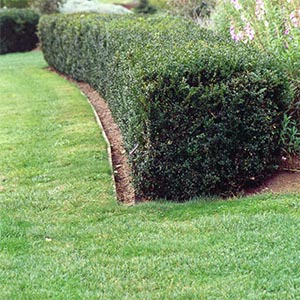 BUXUS SEMPERVIRENS_1