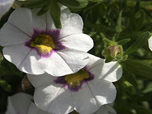 CALIBRACHOA SUPERBELLS CANDY WHITE