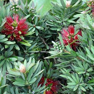 CALLISTEMON VIMINALIS LITTLE JOHN_1