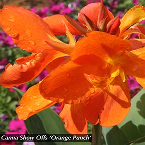 CANNA ORANGE PUNCH