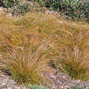 CAREX TESTACEUS_4