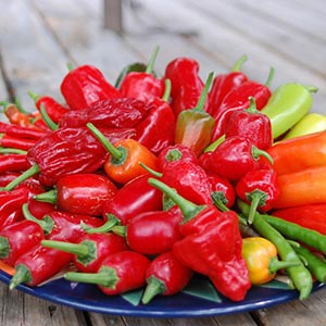 CHILLI HABANERO RED_1