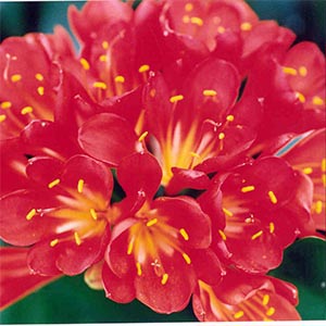 CLIVIA MINIATA_1