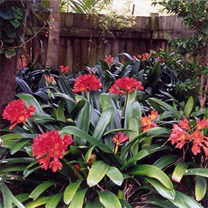 CLIVIA MINIATA_2
