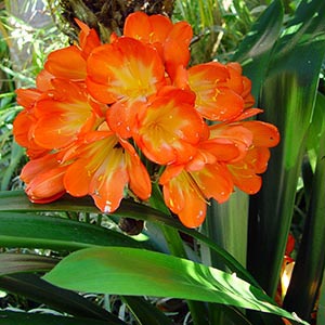 CLIVIA MINIATA_3
