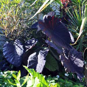 COLOCASIA BLACK MAGIC_1