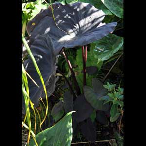 COLOCASIA BLACK MAGIC_2