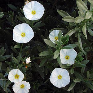 CONVOLVULUS CNEORUM_1