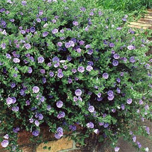 CONVOLVULUS MAURITANICUS_1