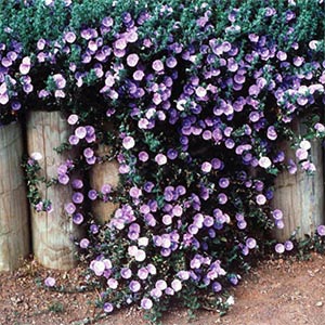 CONVOLVULUS MAURITANICUS_2