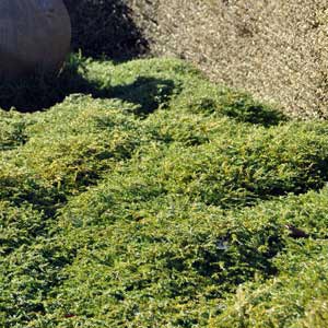 COPROSMA HAWERA_1