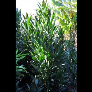 CORDYLINE STRICTA SHOWOFF_1