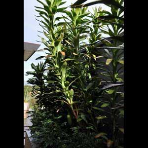 CORDYLINE STRICTA SHOWOFF_2