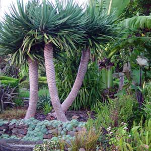 DRACAENA DRACO_1