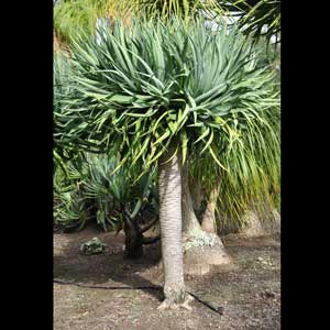 DRACAENA DRACO_2