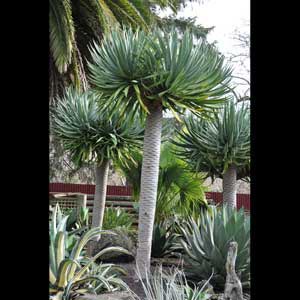 DRACAENA DRACO_3