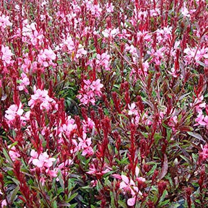 GAURA LILLIPOP PINK_1
