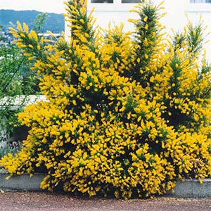 GENISTA YELLOW IMP