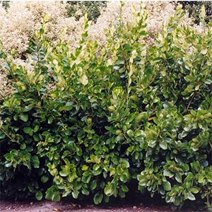 GRISELINIA LUCIDA_1