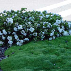 HEBE DIOSMIFOLIA_1
