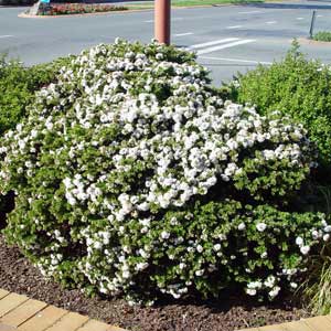 HEBE DIOSMIFOLIA_2
