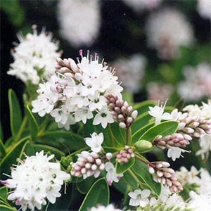 HEBE WIRI MIST_1