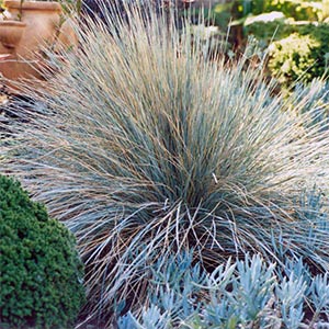 HELICTOTRICHON SEMPERVIRENS_1