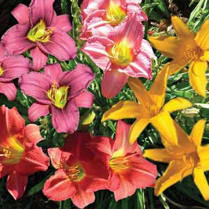 HEMEROCALLIS MARCIA FAYE_2