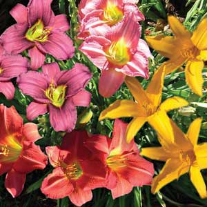 HEMEROCALLIS RED RUM_2