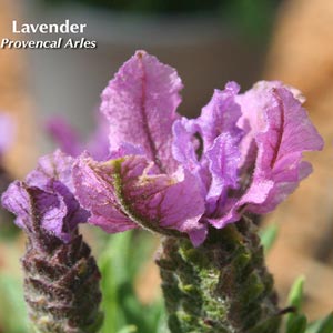 LAVANDULA PROVENCAL ARLES_1