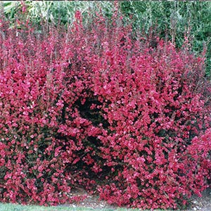 LEPTOSPERMUM CRIMSON GLORY