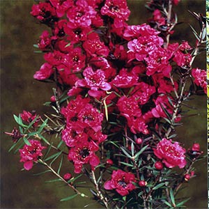 LEPTOSPERMUM CRIMSON GLORY_1